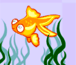 Little Gold fish