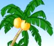 椰子树为什么都长在海里？