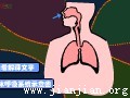 呼吸系统(一路畅通的器官)